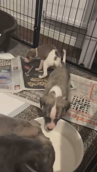 Beautiful Litter Of Whippets