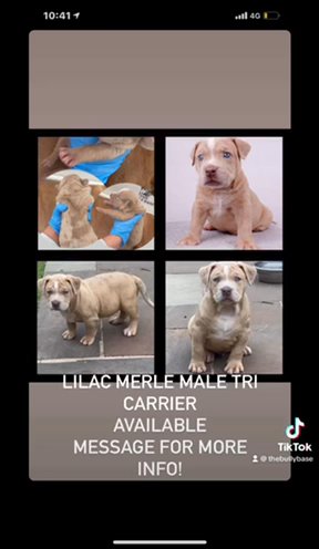 American Bully Top Quality