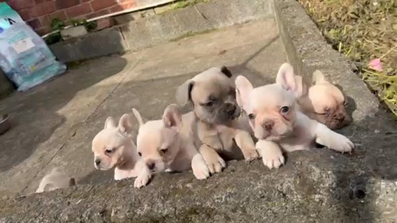 FRENCH BULLDOGS