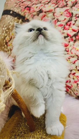 beautiful pure ragdoll kittens