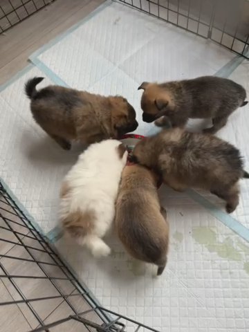Pomeranian