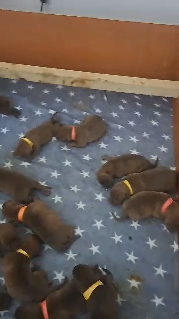 Ultimate Mastiff