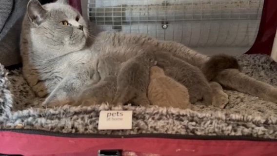 Stunning Kittens Ready Now