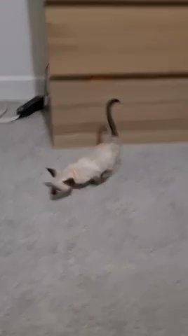 4 Cute Siamese Available