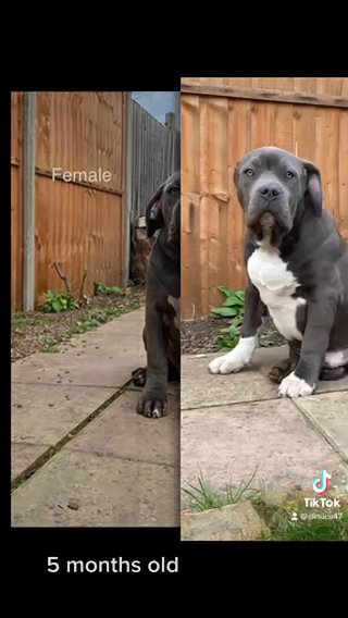American Bully 5 Months Old