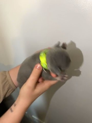 New Shade Isabella Pup