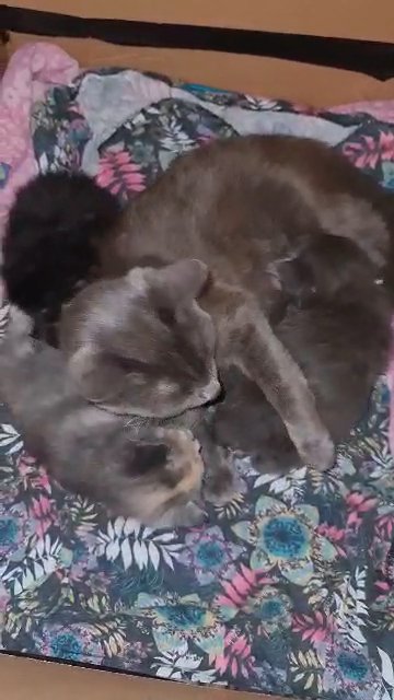 kittens with mum & dad  ?
