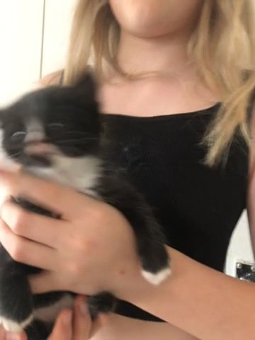Kittens Ready For New Homes