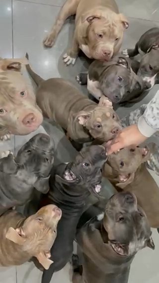 American Pocket Bully Exclusive Bloodline