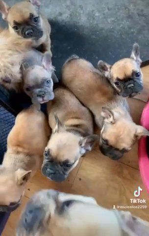 French bulldog Heaven