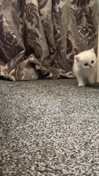 Outstanding Bsh Health Tested Babys