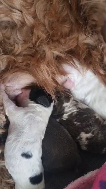 cockapoo puppies