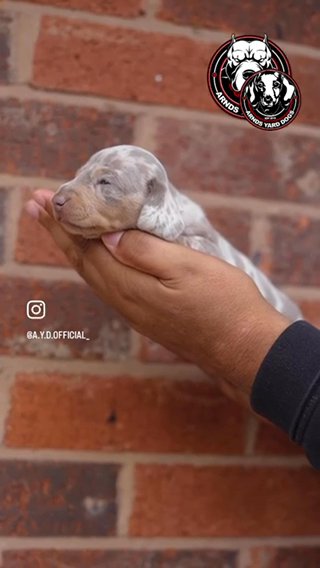 Mini Dachshunds Available