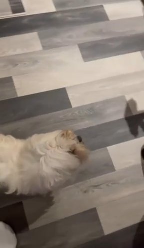 Maltese