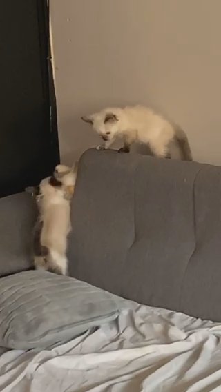 RAGDOLL kittens