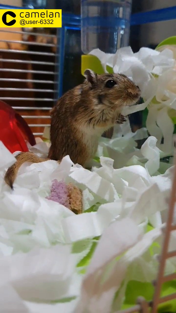 Naughty Gerbil