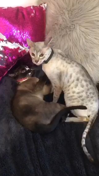 Siamese Cat -Gucci
