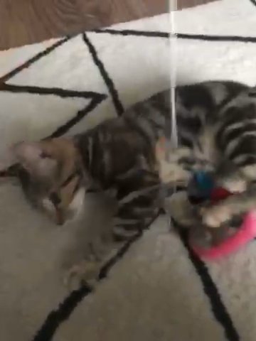 Adorable Tabby Kitten
