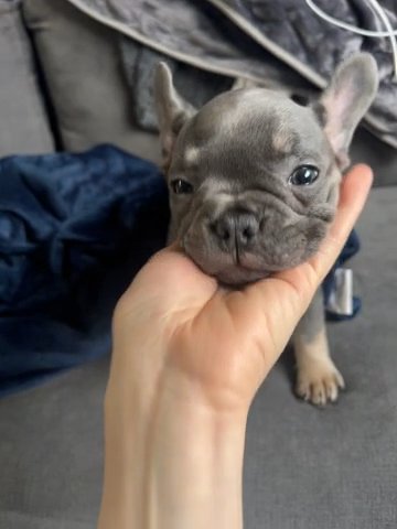 Female Blue and Tan Frenchie