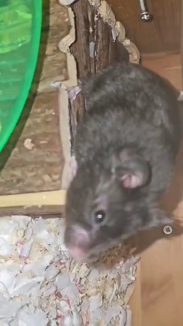 male Syrian hamster