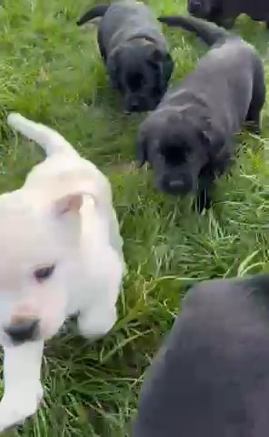 SHOW TYPE LABRADORS???