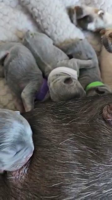 French bulldog puppies