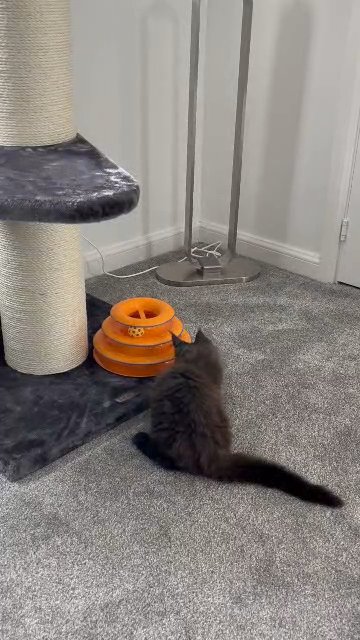 TICA registered Maine Coons Ready now