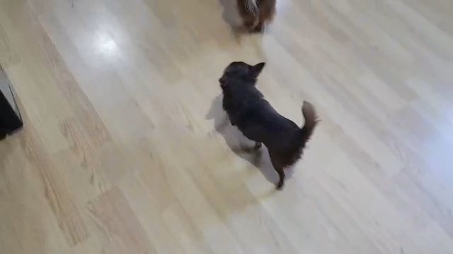 Chocolate Chihua boys up for stud