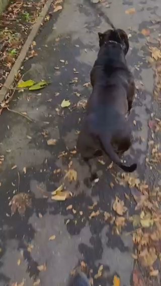 Up Coming Litter