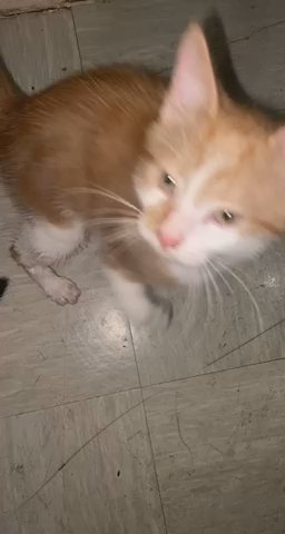 Beautiful Kittens ready for there forever home.x