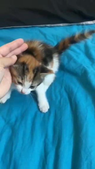 Baby Kitten