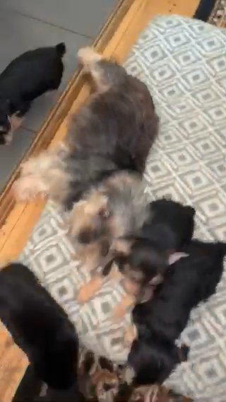 Chorkie Puppies