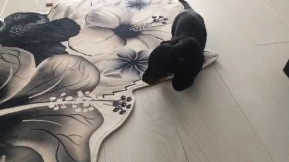 Last Baby Boy Mini Dapple  Dashund