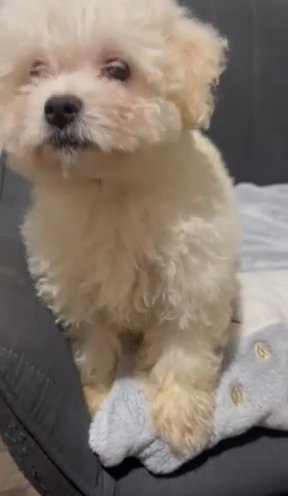 Pure Bichon Puppies