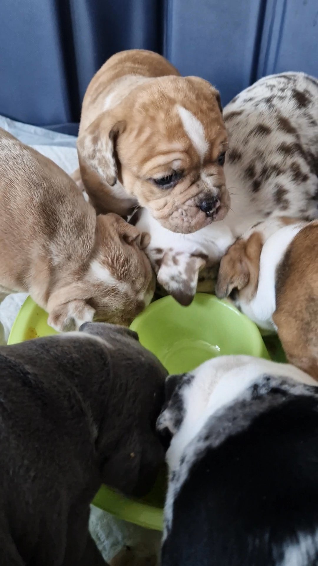 8 Olde English Bulldogges for sale