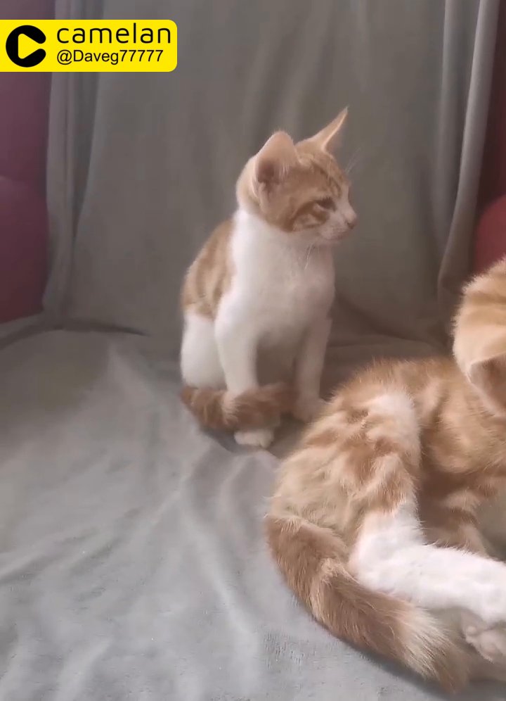 Adorable Ginger kittens ready SW2