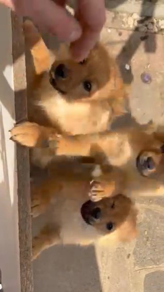 Pomeranian Puppies