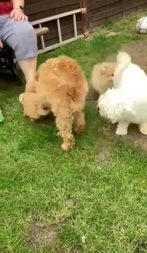 Pomeranian Puppy