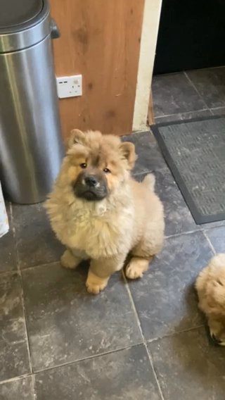 Adorable Chunky Chow Chows (3)