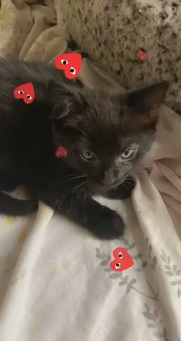 Black male kitten