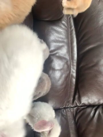 6 beautiful mini lop babies