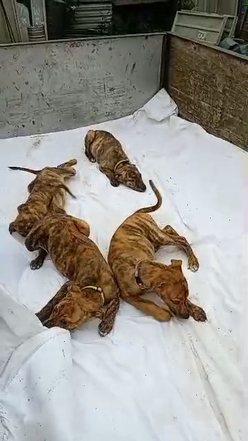 ADORABLE LURCHER PUPPY'S