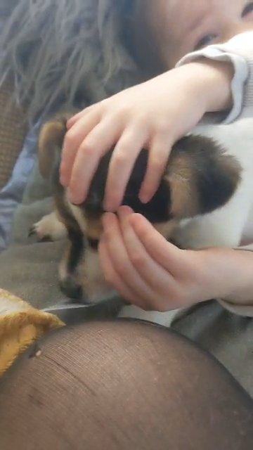 beautiful puppy