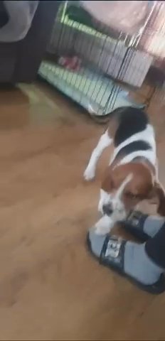 Beagle Puppy