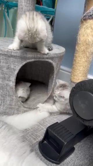 Only one BSH gccf pedigree kitten left