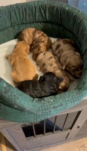 Beautiful Yorkiepoo’s For Sale