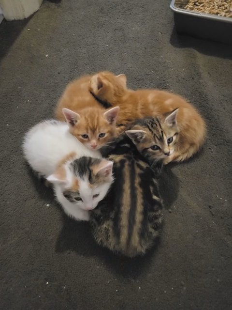 kittens