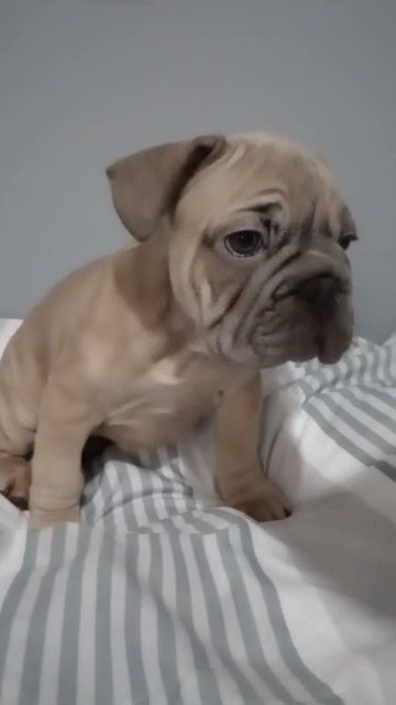 Big rope male French bulldog