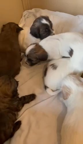 Havanese Puppies