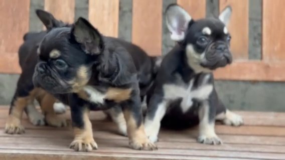 French Bulldog
